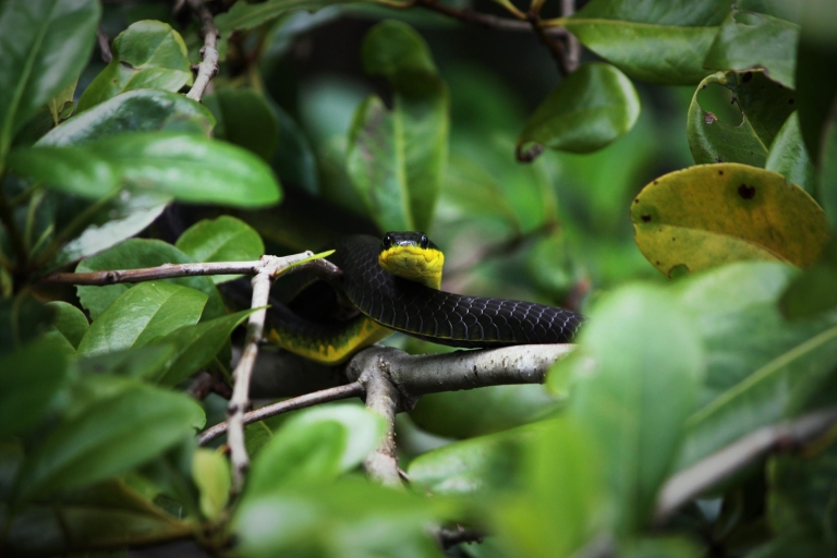 Cairns: Rejs doświadczalny w Daintree Rainforest Wildlife