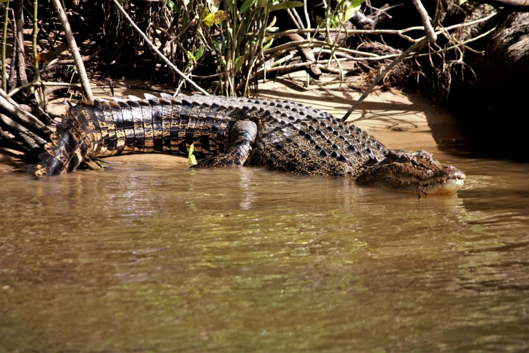 Cairns: Rejs doświadczalny w Daintree Rainforest Wildlife