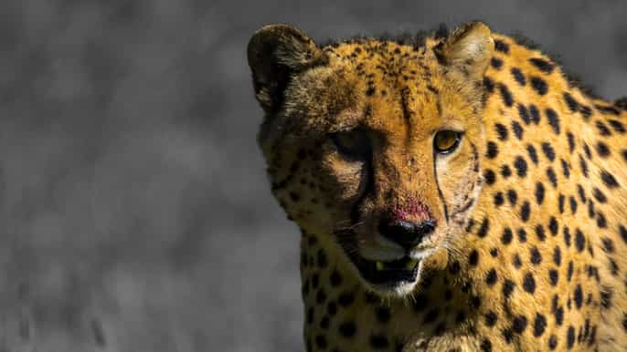 addo de 4 dias no karoo safari com tudo incluído