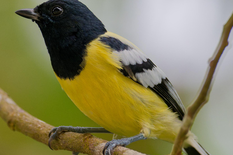 Puerto Princesa: Full-Day Birdwatching Tour with Guide