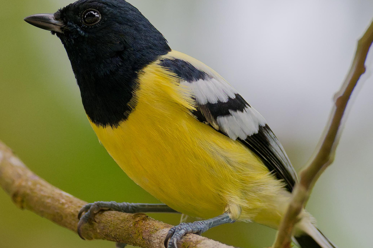 Puerto Princesa: Full-Day Birdwatching Tour with Guide