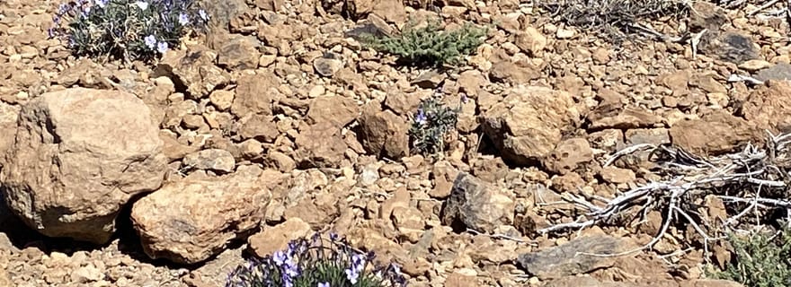 Depuis Santa Cruz : visite du parc national du Teide (pour les croisiéristes)