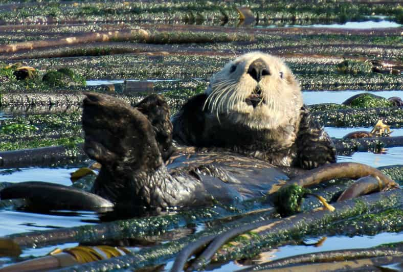 Vancouver: Seaplane to Victoria and Whale Watching Day Trip | GetYourGuide