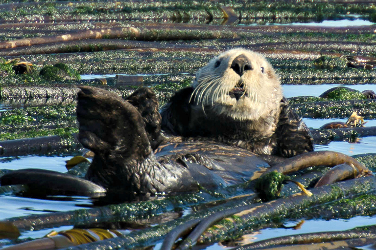 From Vancouver: Victoria Seaplane & Whale Watching Day Tour Victoria Whale Watching Afternoon Tour in Covered Vessel