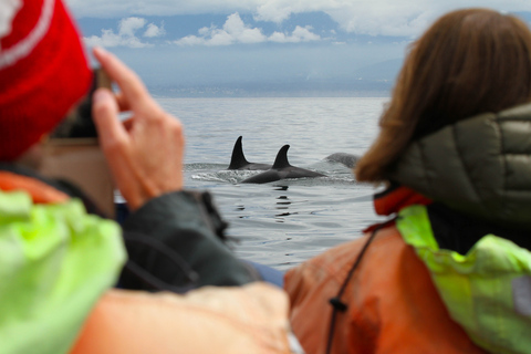 From Vancouver: Victoria Seaplane & Whale Watching Day Tour Victoria Whale Watching Afternoon Tour in Covered Vessel