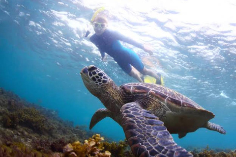 Bohol Dolphin Watching & Sea Turtle Swim Island Hopping Tour Pier – Meet-up Point