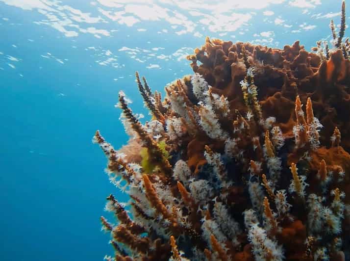Busselton: Jetty Scuba Dive Tours with Underwater Sculptures