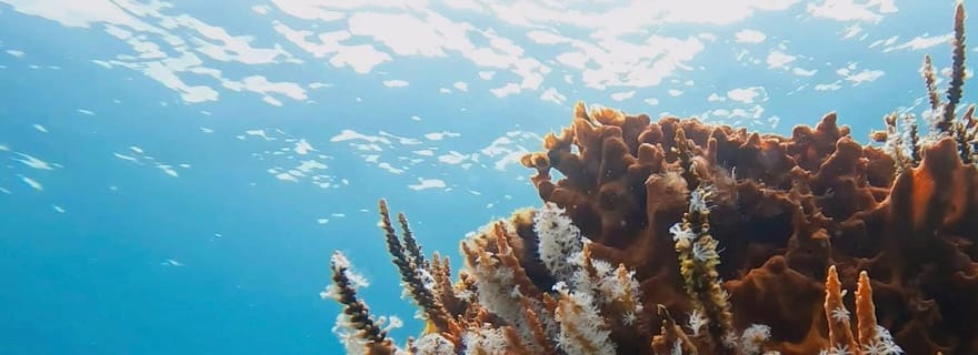 Busselton : Jetty Scuba Dive Tours avec sculptures sous-marines