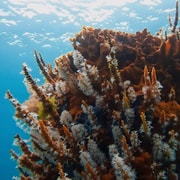 Busselton: Jetty Scuba Dive Tours with Underwater Sculptures