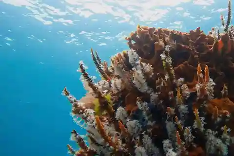 Busselton Excursiones de buceo en el muelle con esculturas submarinas