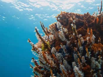 Busselton: Tour subacqueo di Jetty con sculture sottomarine