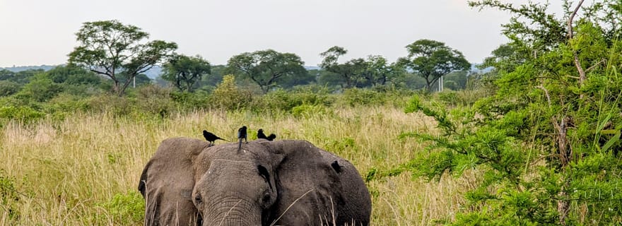 Ouganda : safari de 2 jours au parc des chutes Murchison avec croisière en bateau
