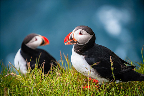 De Reykjavik: Excursão de Puffin e Vulcão nas Ilhas Westman