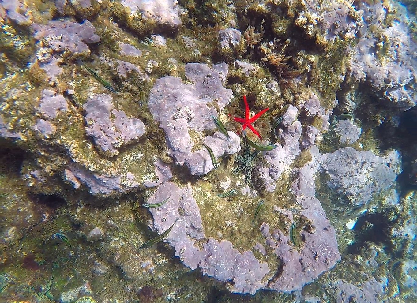 Madeira: Kajak- og snorkeltur i naturreservatet Garajau