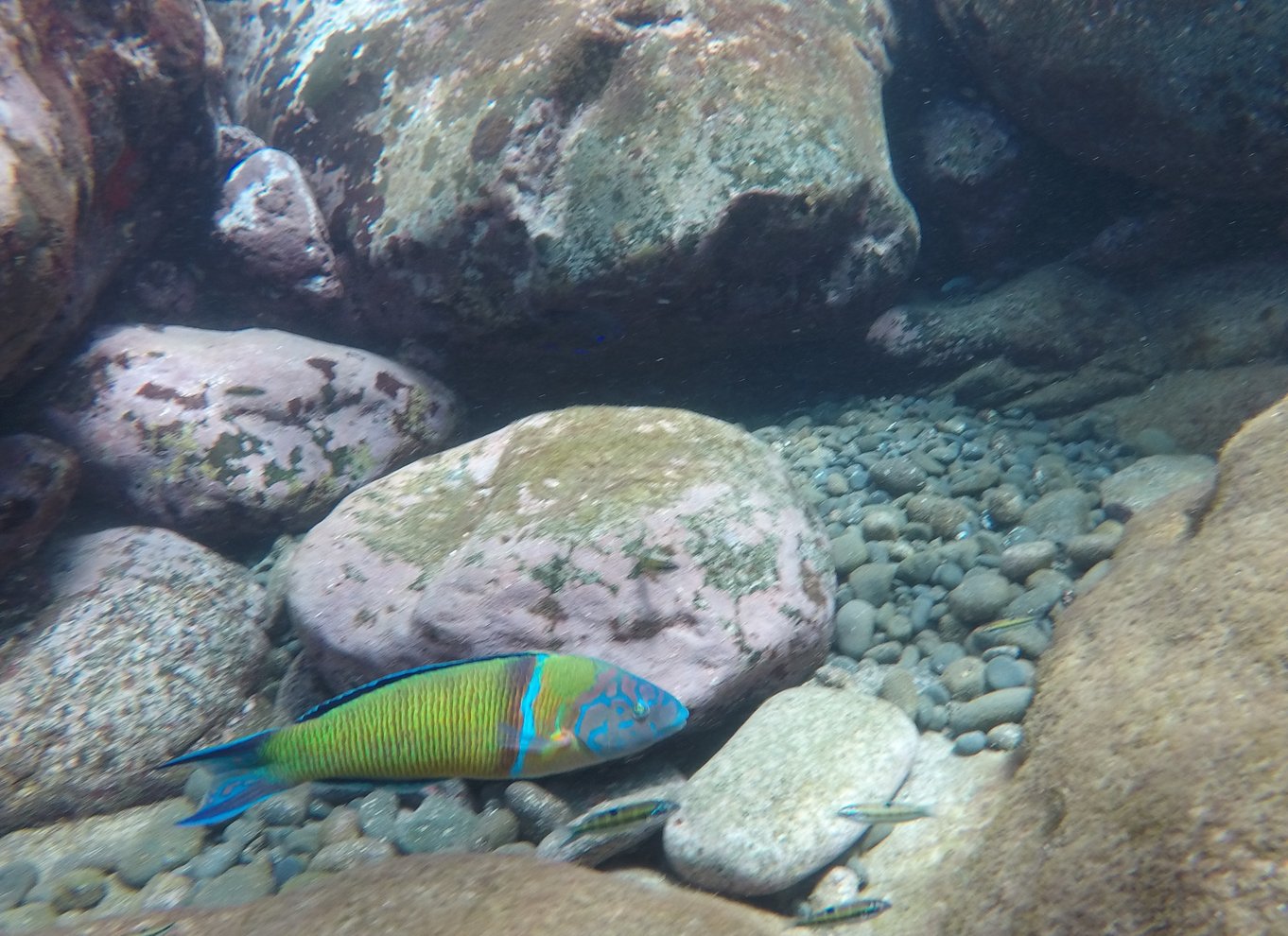 Madeira: Kajak- og snorkeltur i naturreservatet Garajau