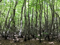 Reggio Calabria, Aspromonte Traks Trek a Montalto Summit - Housity