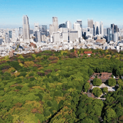 Tokyo: Private Meiji Shrine Walking Tour