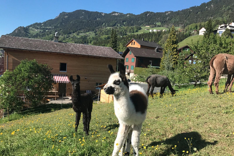 Triesenberg: Vandra med lamor i bergen