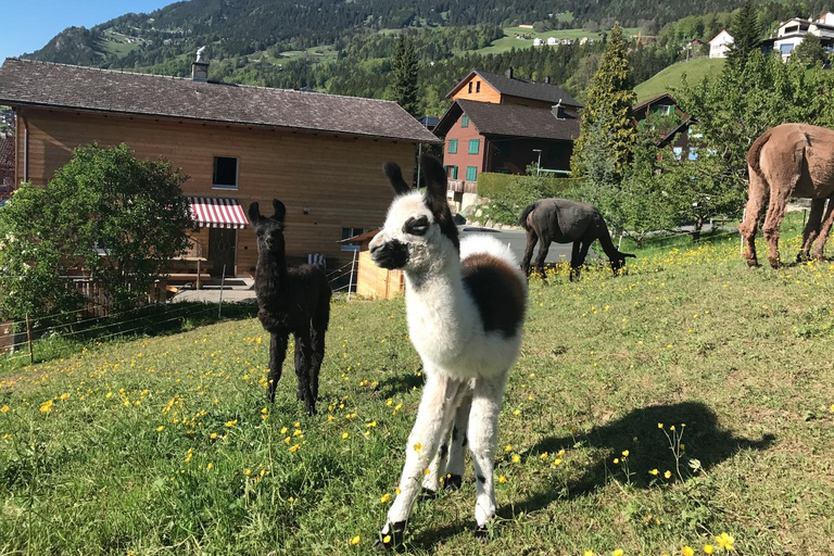 Triesenberg: Vandra med lamor i bergen