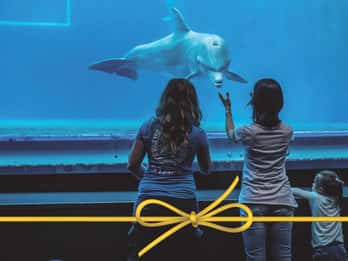 Aquarium Genua: Ticket ohne Anstehen an der Kasse Aquarium Genua: Ticket ohne Anstehen an der Kasse