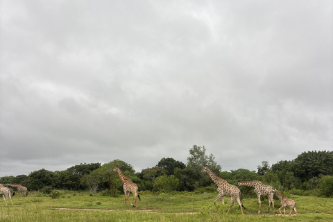 Maputo National Reserve Park Safari Excursion