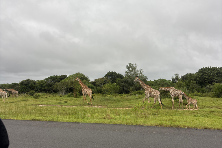 Maputo National Reserve Park Safari Excursion