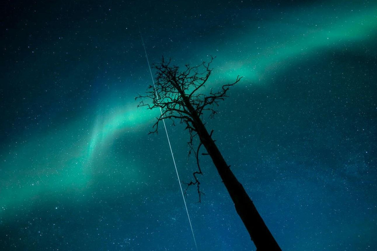 Rovaniemi: Elf's Northern Lights Sleigh Ride