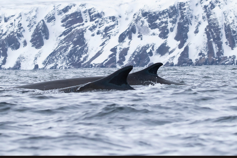 Tromsø: Orca and Whale Watching Heated Boat Trip Tromsø: Orca and Whale Watching comfort heated boat Trip