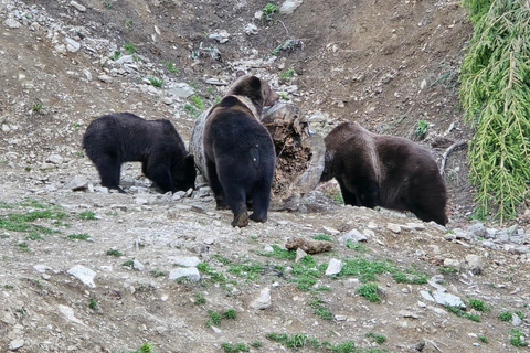 From Brasov: Brown Bear Watching Tour with Ranger Escort