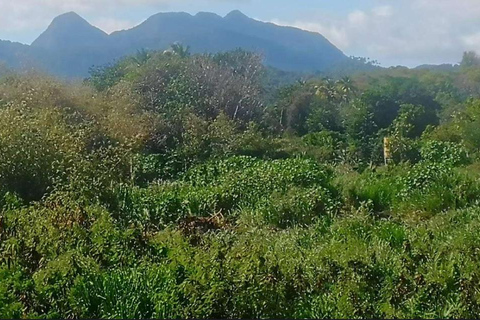 Gros Piton Adventure with Tour For The Day