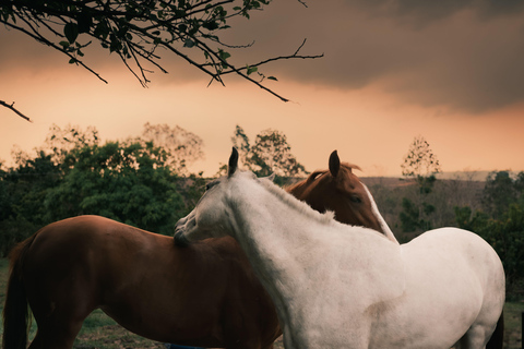 Accra: Sunset Horse Ride Along Peaceful Coastal Paths