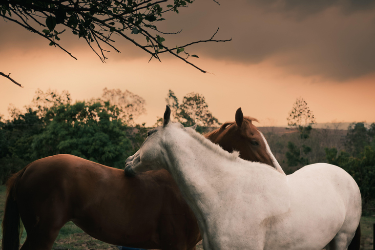 Accra: Sunset Horse Ride Along Peaceful Coastal Paths