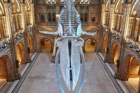 Exploring London's Natural Marvels: Museum Adventure