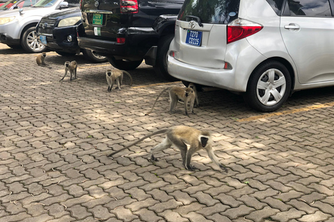 Visite à pied de la ville d&#039;Arusha