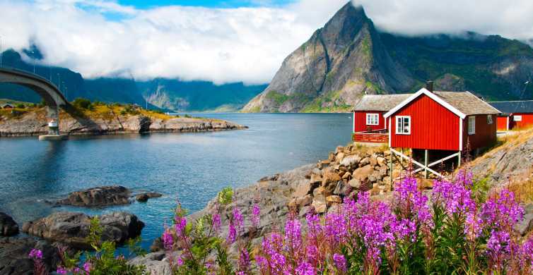 Reine: A Postcard-Perfect Village in the Heart of Norwegian Beauty - Wildlife and flora found in Reine