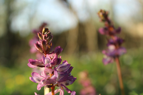 Lund: Dalby Söderskog National Park Guided Hike with Lunch