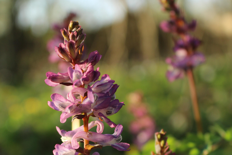 Lund: Dalby Söderskog National Park Guided Hike with Lunch