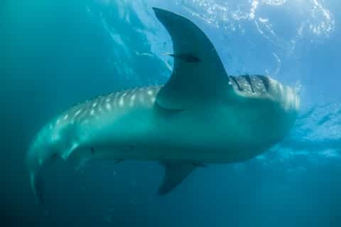 Cabo San Lucas: Full-Day Whale Shark Swimming Experience