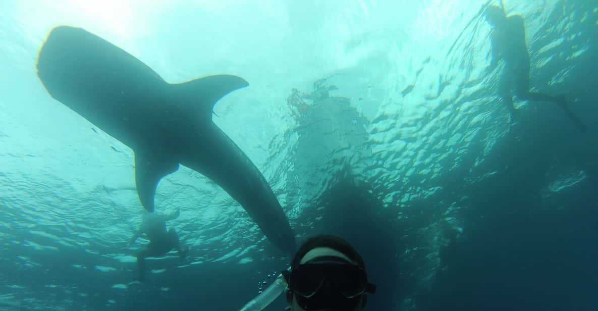 Cabo San Lucas: Full-Day Whale Shark Swimming Experience