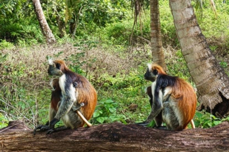 ZANZIBAR: Wyspa Więźniów, Las Jozani i Rezerwat Żółwi MorskichWycieczka prywatna z transferem z hotelu i wszystkimi opłatami za wstęp w cenie.