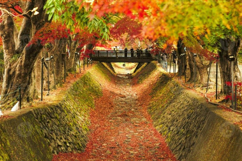 Fuji: kultur, skog och utsikt – privat skräddarsydd turFuji-kultur, skog och naturskön utsikt: Privat skräddarsydd tur