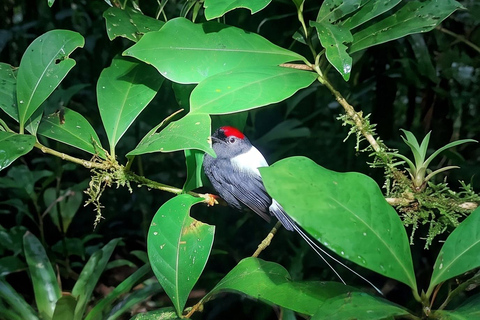 Monteverde: Finca Lantana Creek & Forest Twilight Tour