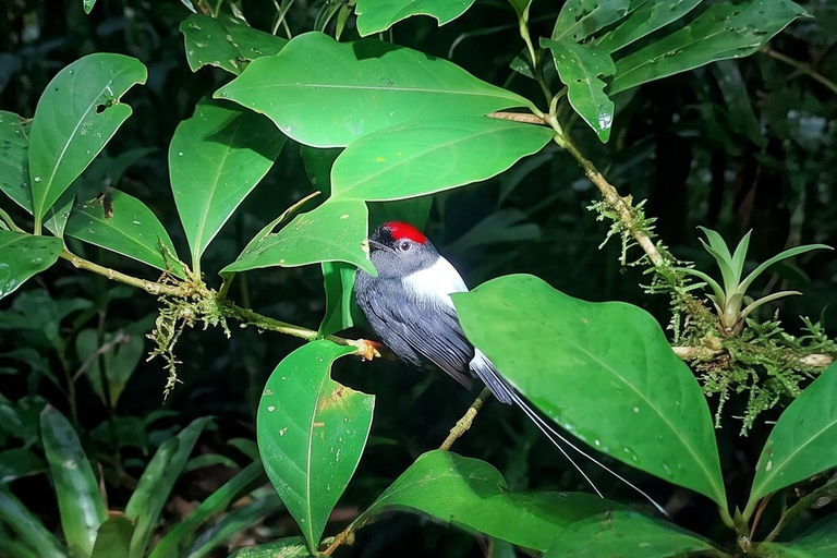 Monteverde: Finca Lantana Creek & Forest Twilight Tour