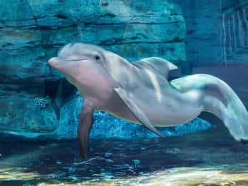 Clearwater: Öko-zertifiziertes Meeresaquarium Eintritt Clearwater: Öko-zertifiziertes Meeresaquarium Eintritt