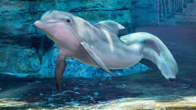 acuario marino clearwater entrada general