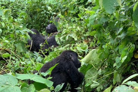 From Kampala: Gorilla Trekking in Bwindi Forest 3-Day Tour