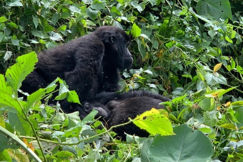 Van Kampala: Gorilla Trekking in Bwindi Forest 3-daagse tour