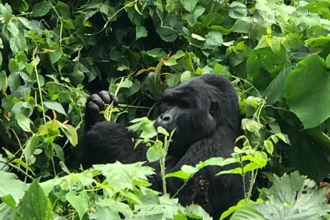 Ab Kampala: Gorilla-Trekking im Bwindi-Wald 3-Tages-Tour