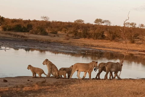 4-Day Kruger Park and Manyeleti Safari Tour