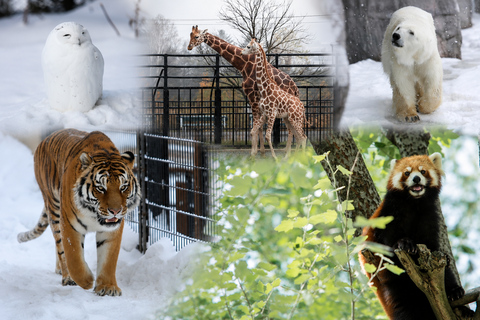 Late Departure: Asahiyama Zoo & Blue Pond & Ningle Terrace
